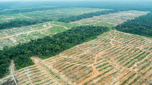 Deforestación en selva peruana